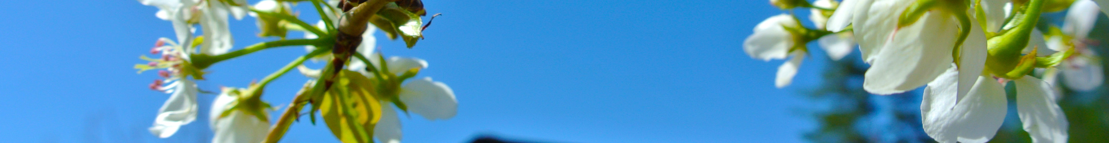 春を迎えた清里ジャム