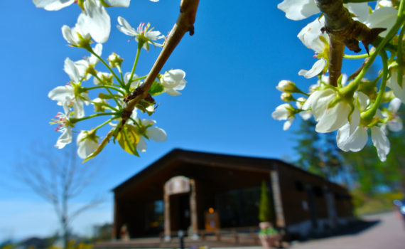 春を迎えた清里ジャム