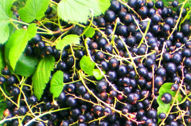 自社農園で収穫したブラックカシス 自社農園で収穫したブラックカシス