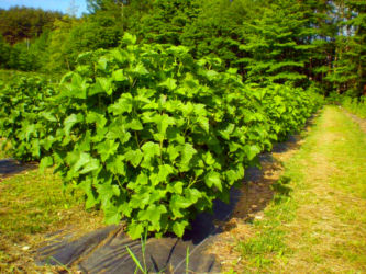 自社農園の様子 自社農園の様子