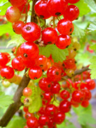 自社農園のレッドカラント 自社農園のレッドカラント