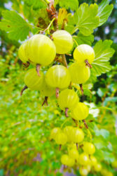 代替えテキスト表示が入ります